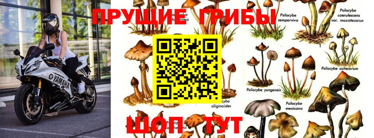 Псилоцибиновые грибы MAGIC MUSHROOMS  Псилоцибиновые грибы GOLDEN TEACHER  Дзержинск  Вход с VPN 